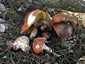 Barna gyűrűstinóru (Suillus luteus), Somogy. Lehúzható kalapbőr, fiatalon fehér burok